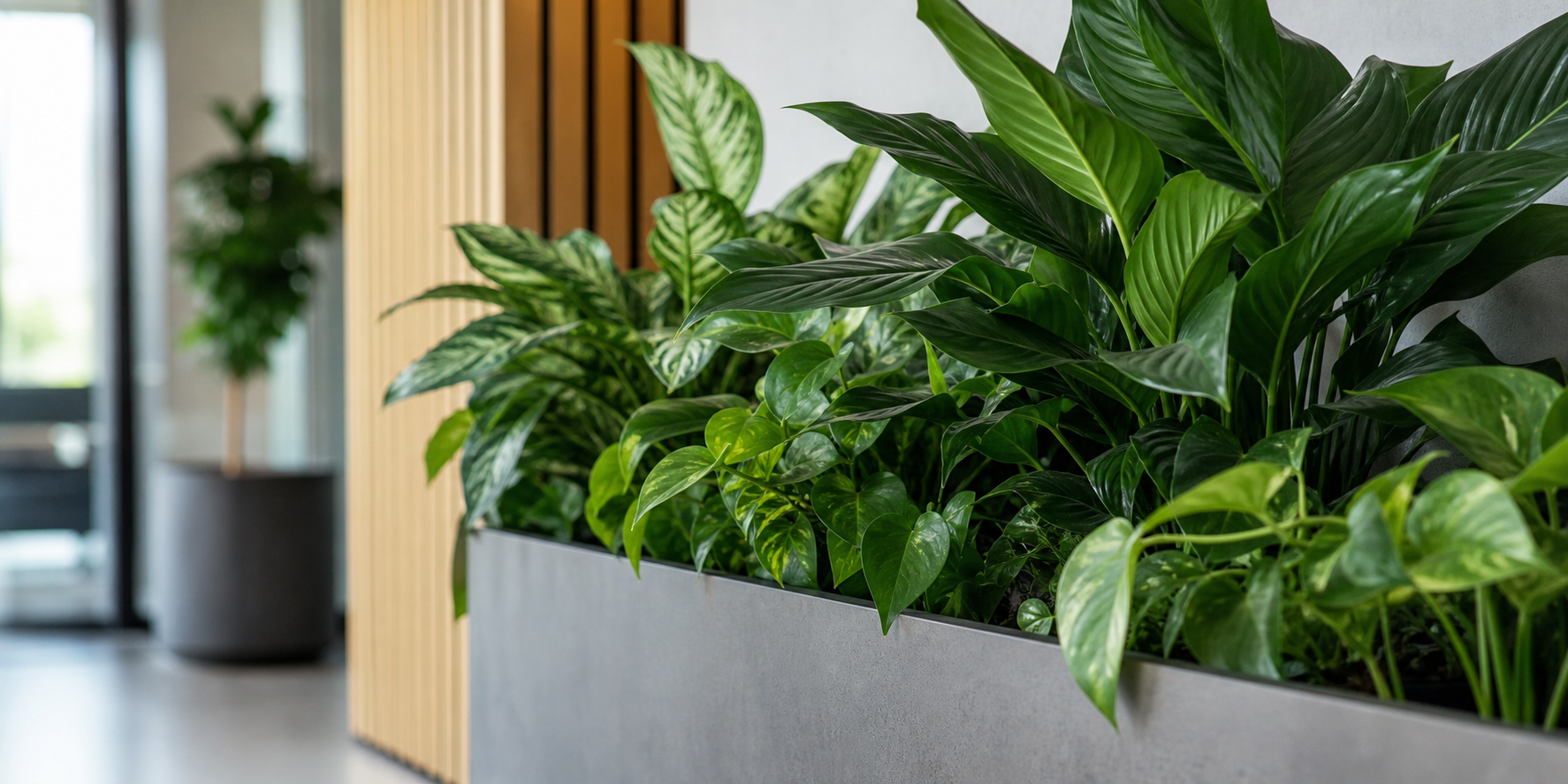 Healthy maintained indoor plants in a modern office planter